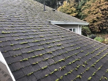 Roof Wash